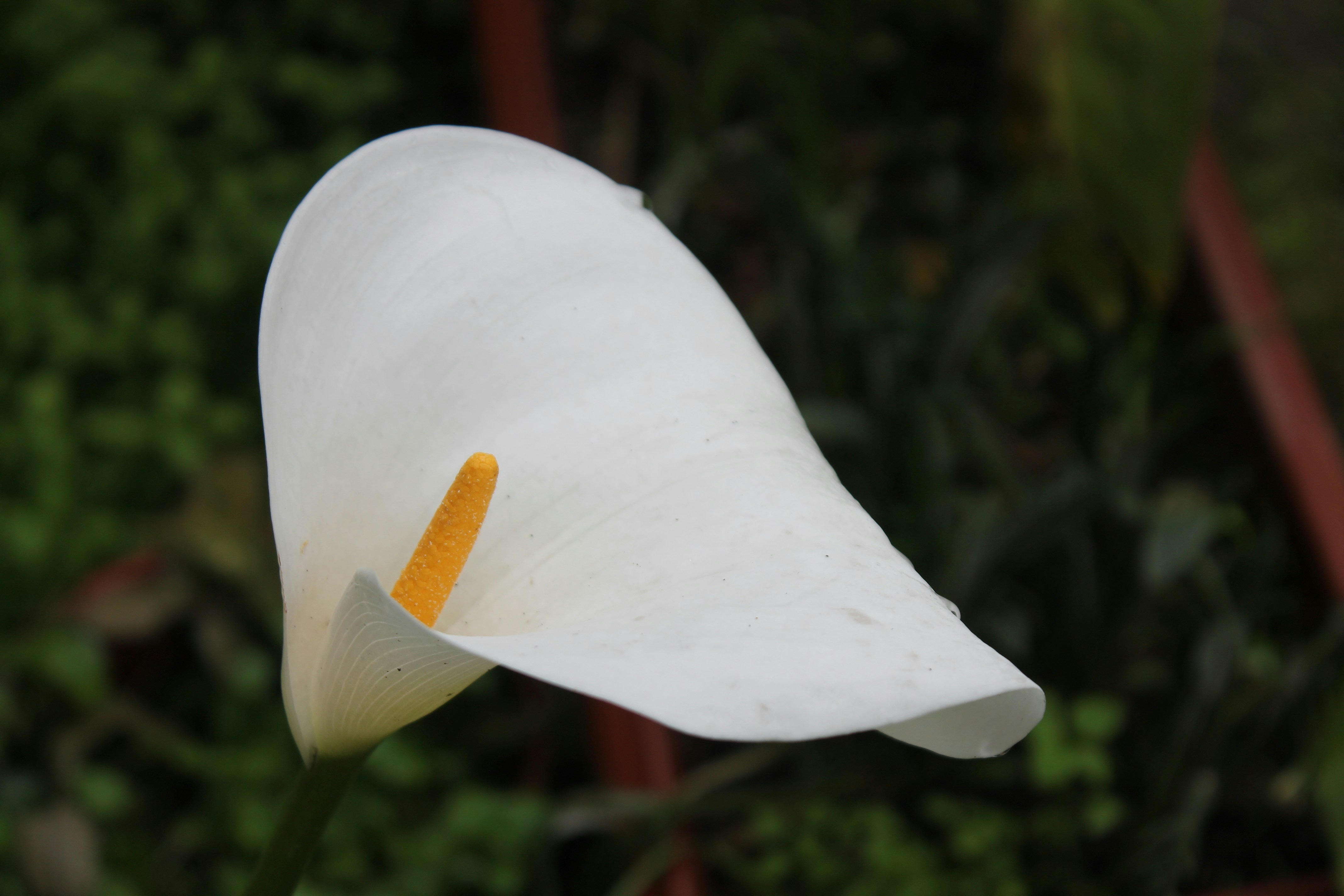 Free Unsplash photo from Pablo Andrés Sandoval Fuenzalida