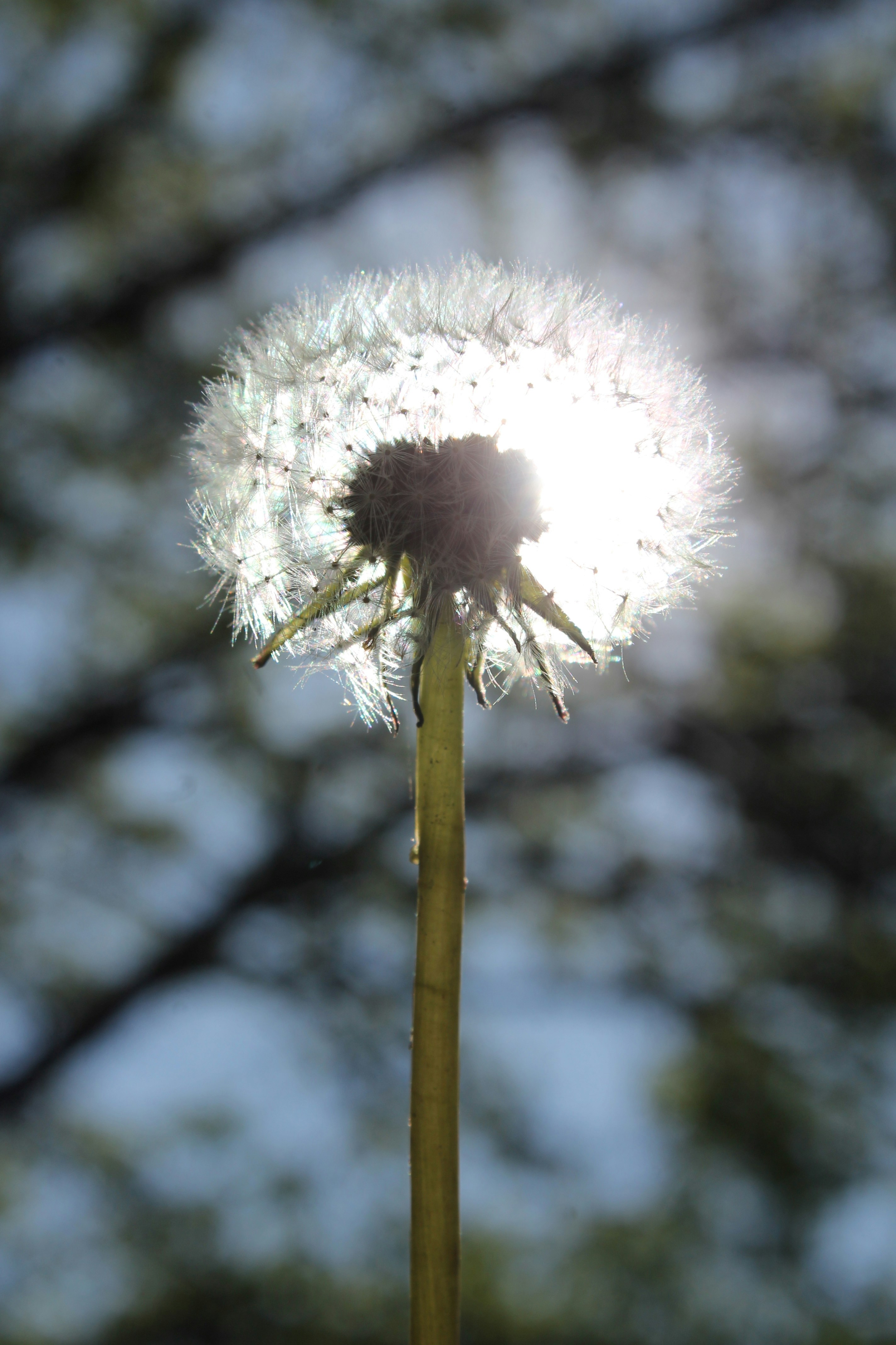 Free Unsplash photo from Pablo Andrés Sandoval Fuenzalida