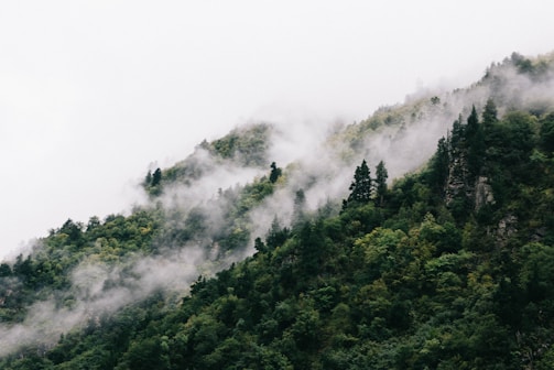 Lush green rainforest landscape in Khao Sok with mist rising over the trees