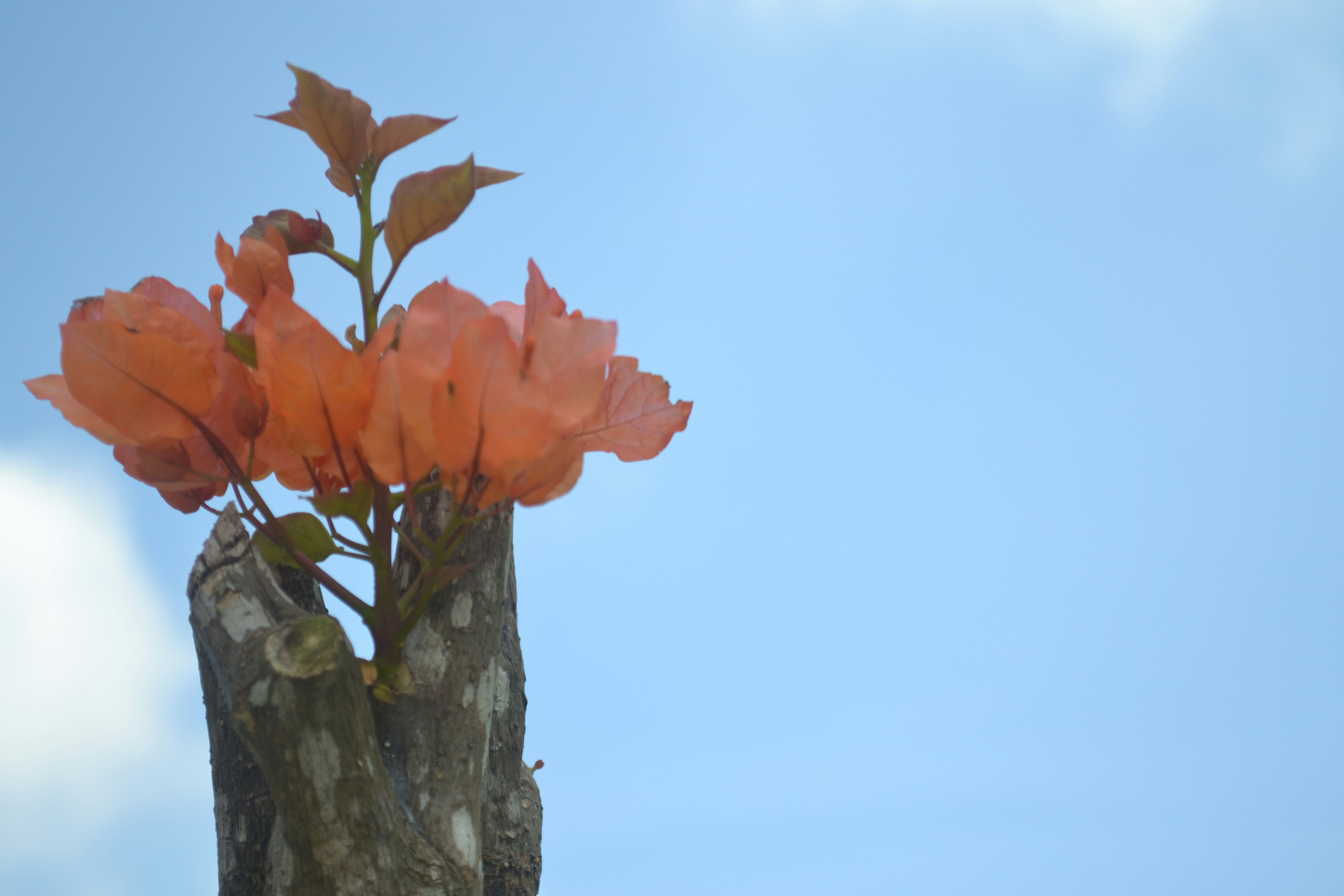 Free Unsplash photo from Iqbal Wahyu