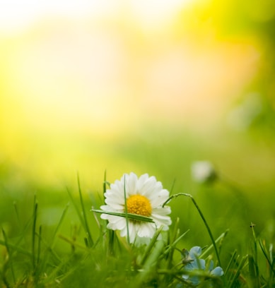 close up shot of white flower