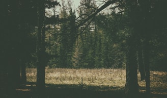 Dense jungle land with a small clearing and natural light filtering through trees.