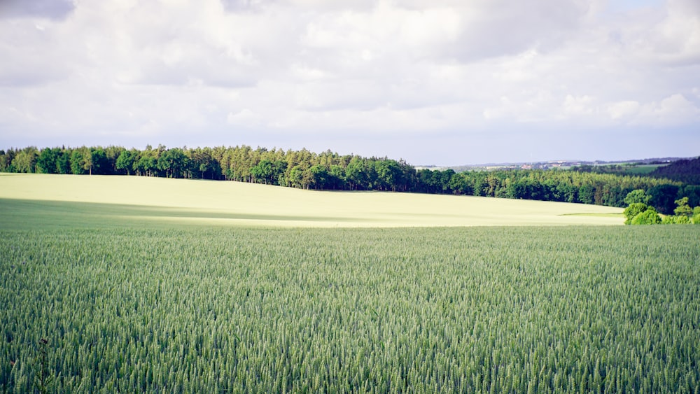 landscape photography of grass and trees