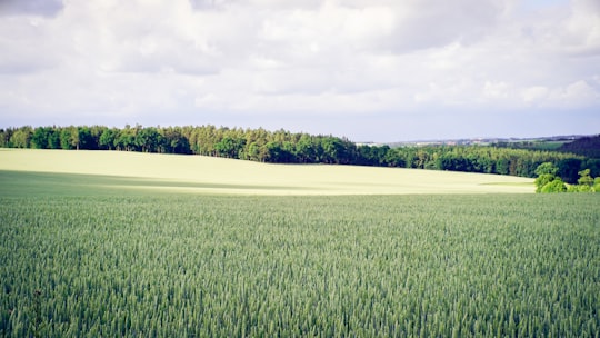 landscape photography of grass and trees in Thuringia Germany