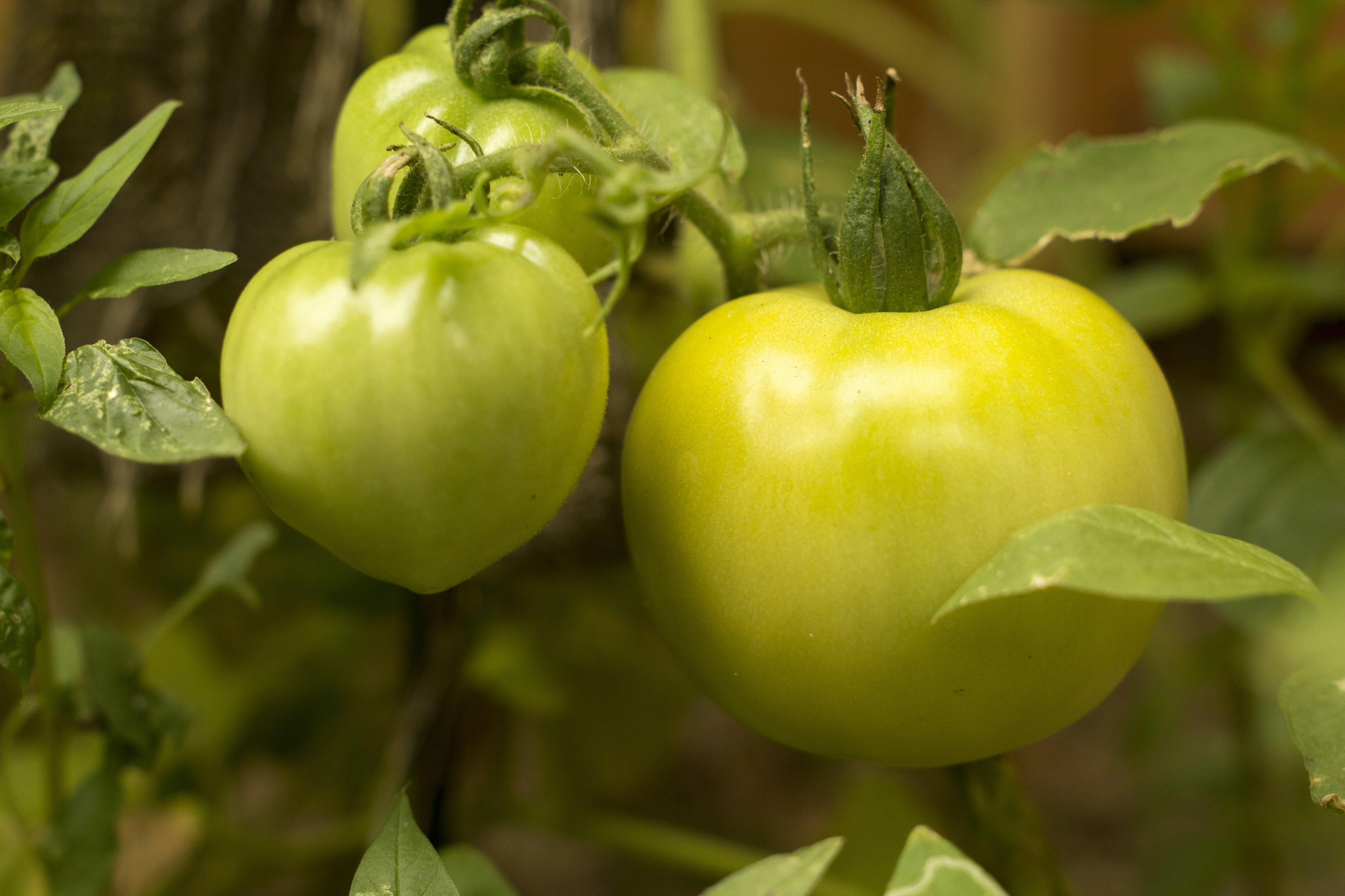 Free Unsplash photo from Adrian Castillo Lara