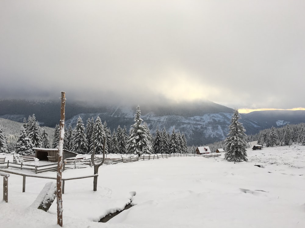 foto di paesaggio di neve