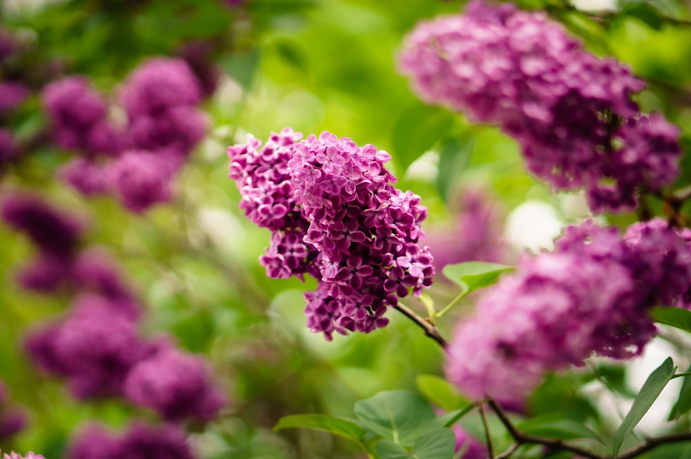 Nahaufnahme einer lila blättrigen Blume