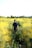 boys walking in yellow flower field during dayitme