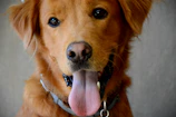 A fluffy golden retriever before grooming, looking playful and a bit tousled.
