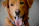 A happy golden retriever wearing a colorful handmade bandana looking towards the camera