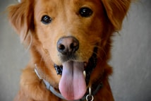 A golden retriever with soft, fluffy fur is looking directly at the camera with a happy expression. The dog's tongue is out, giving it a playful and friendly appearance. It wears a collar, suggesting it is a pet.