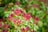 red petaled flowers