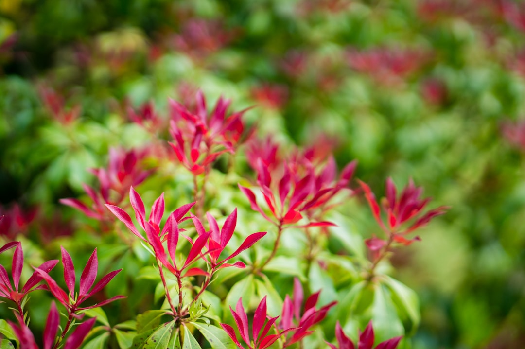 red petaled flowers, Red flowers on a green bush