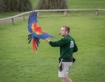 A person wearing a green ZSL sweatshirt stands on a grassy field, interacting with a vibrant macaw bird in flight. The macaw's wings are fully spread, showcasing its colorful red, yellow, and blue feathers.