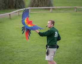A person wearing a green ZSL sweatshirt stands on a grassy field, interacting with a vibrant macaw bird in flight. The macaw's wings are fully spread, showcasing its colorful red, yellow, and blue feathers.