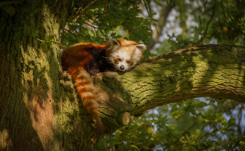 red panda on green tree branch