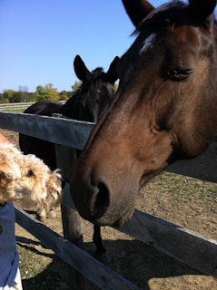 A dog and a horse are interacting at a wooden fence. The dog appears curious, while the horse leans over the fence. Another horse is partially visible in the background, along with trees and a clear blue sky.