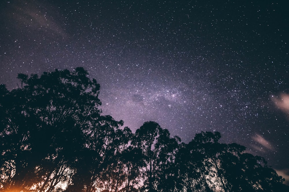 silhueta das árvores durante a noite