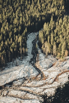 Aerial view of a forest with a large winding path cutting through the trees. The ground is covered with a light dusting of snow or frost, contrasting with the dense evergreen trees that surround it. The image captures a mix of standing trees and felled trunks, indicating possible logging activity.