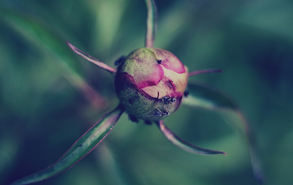 Fotografia de foco raso da flor cor-de-rosa