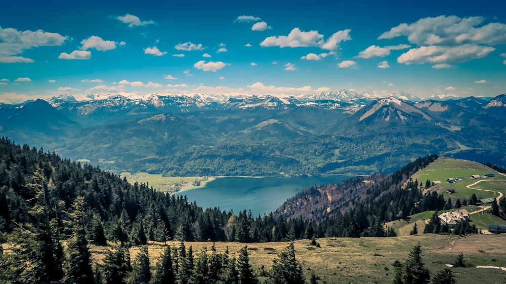 aerial photography of pine trees on mountain