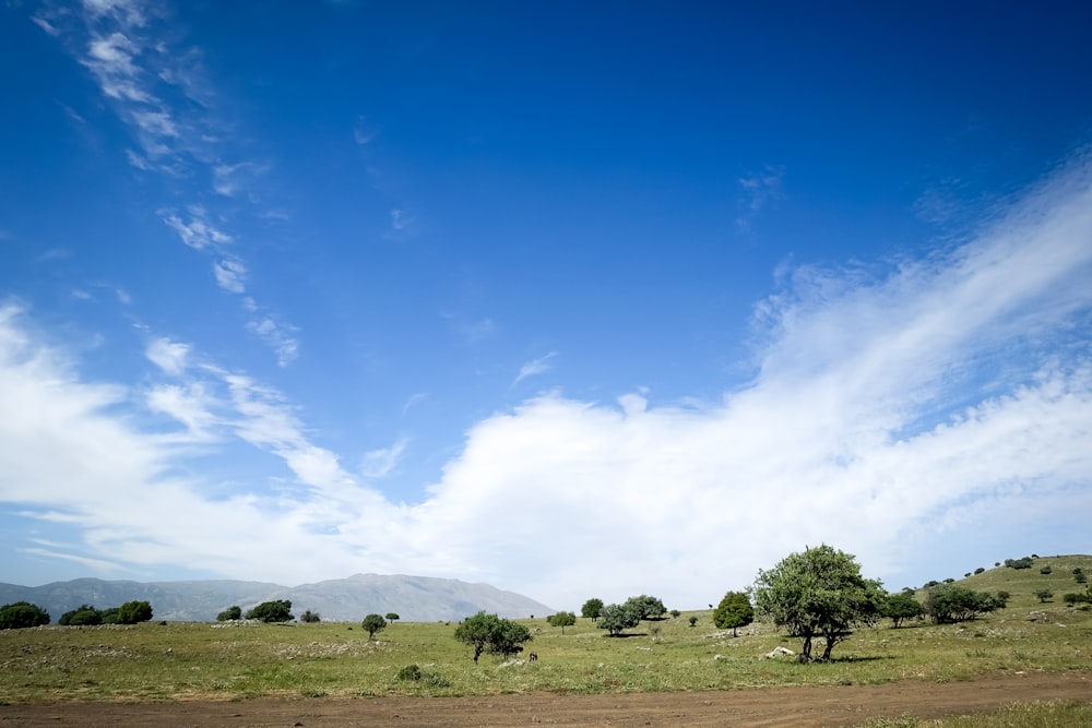 green trees near mountain under blue sky at daytime