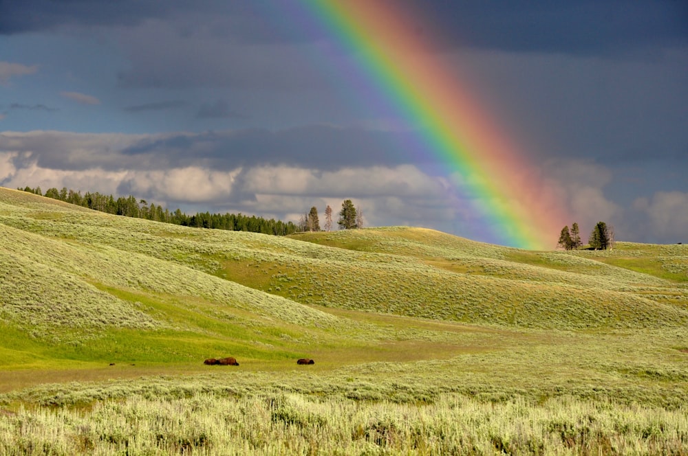 rainbow near green grass ranges