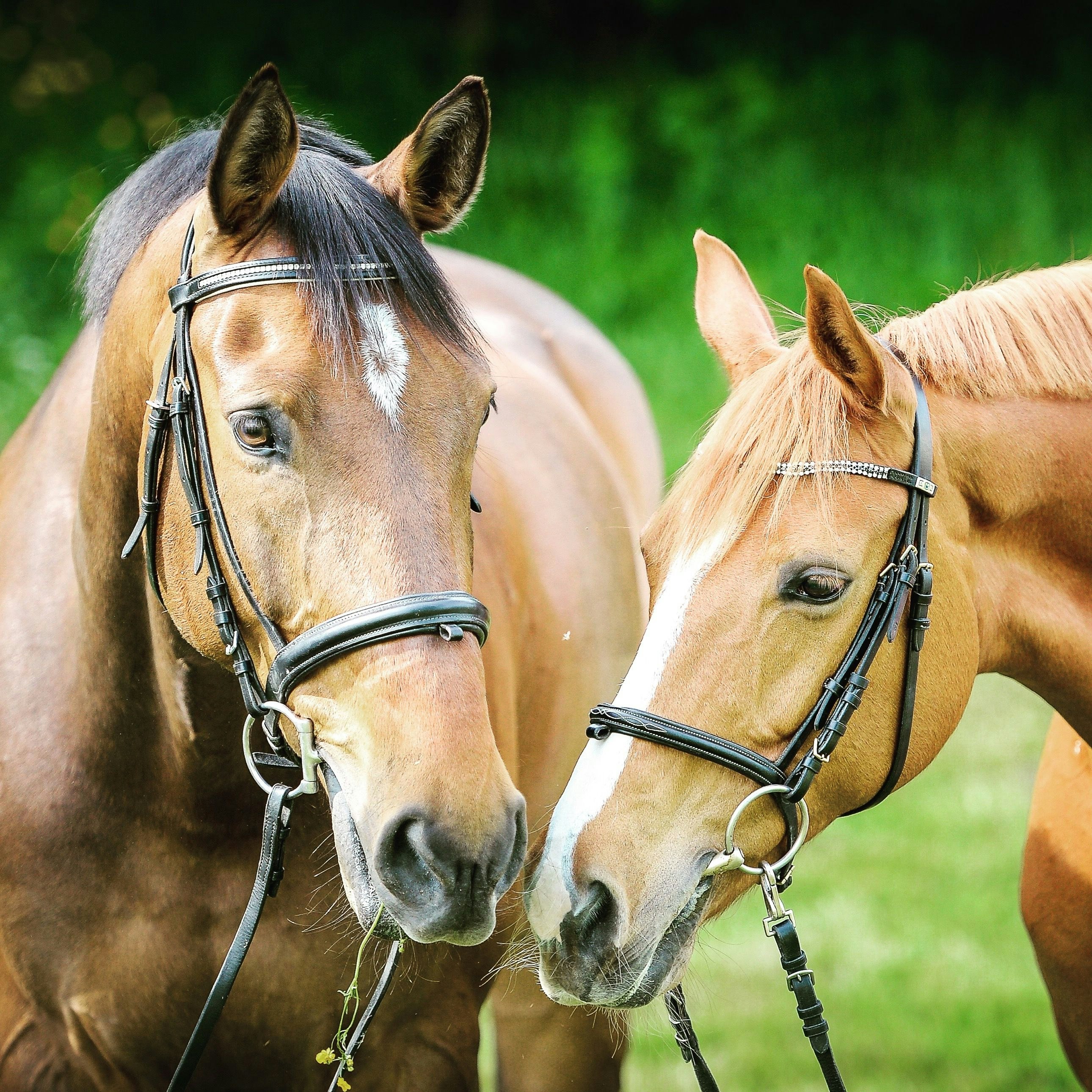 selective focus photography of two brown horses