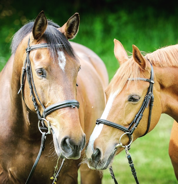 selective focus photography of two brown horses