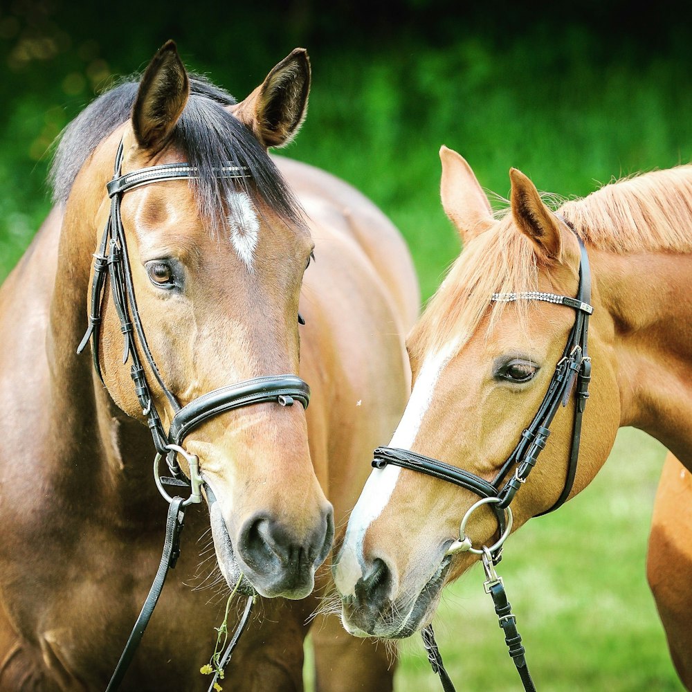 Selektive Fokusfotografie von zwei braunen Pferden