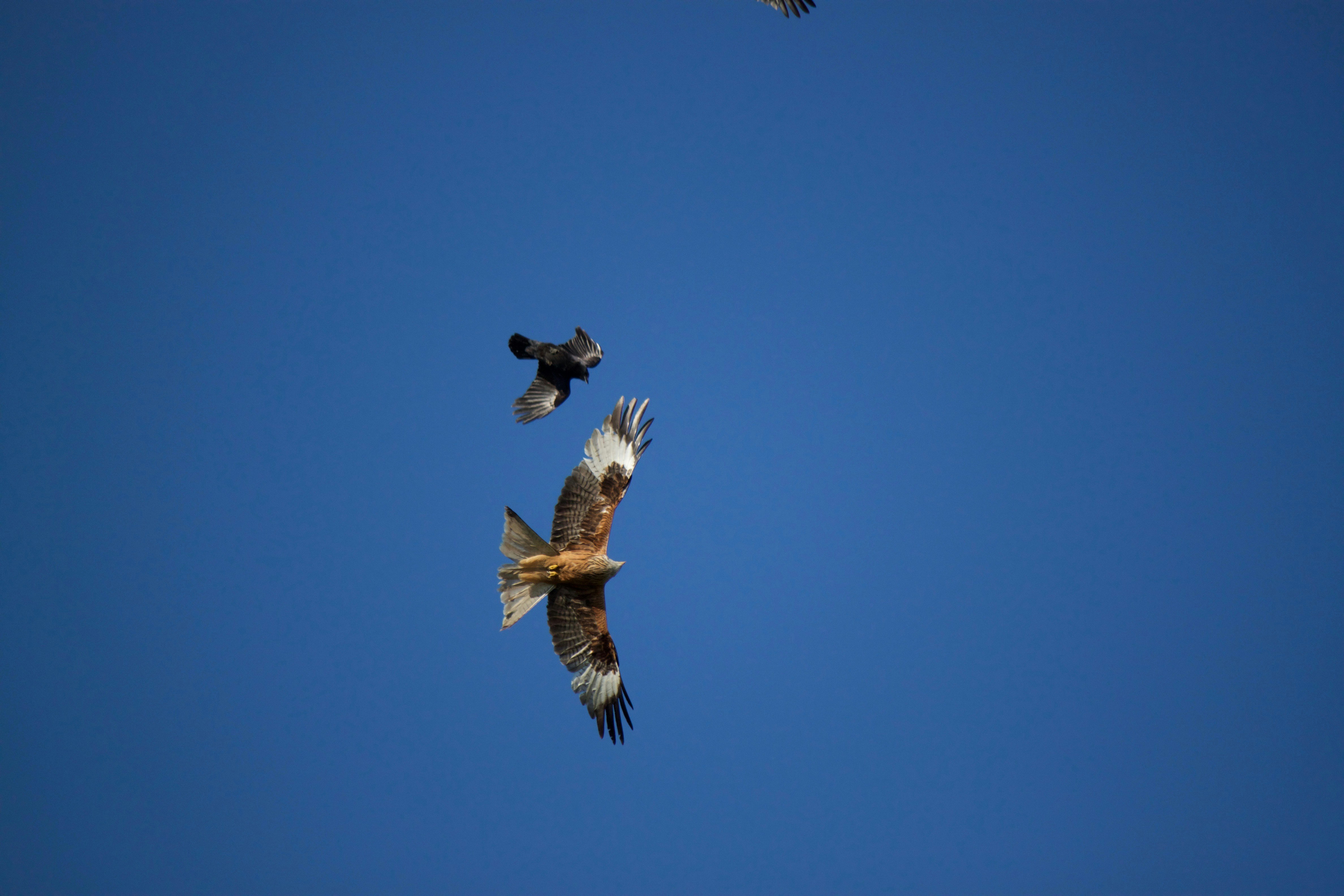 Free Unsplash photo from Raphael Wicker