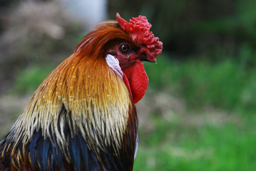 photo of brown rooster