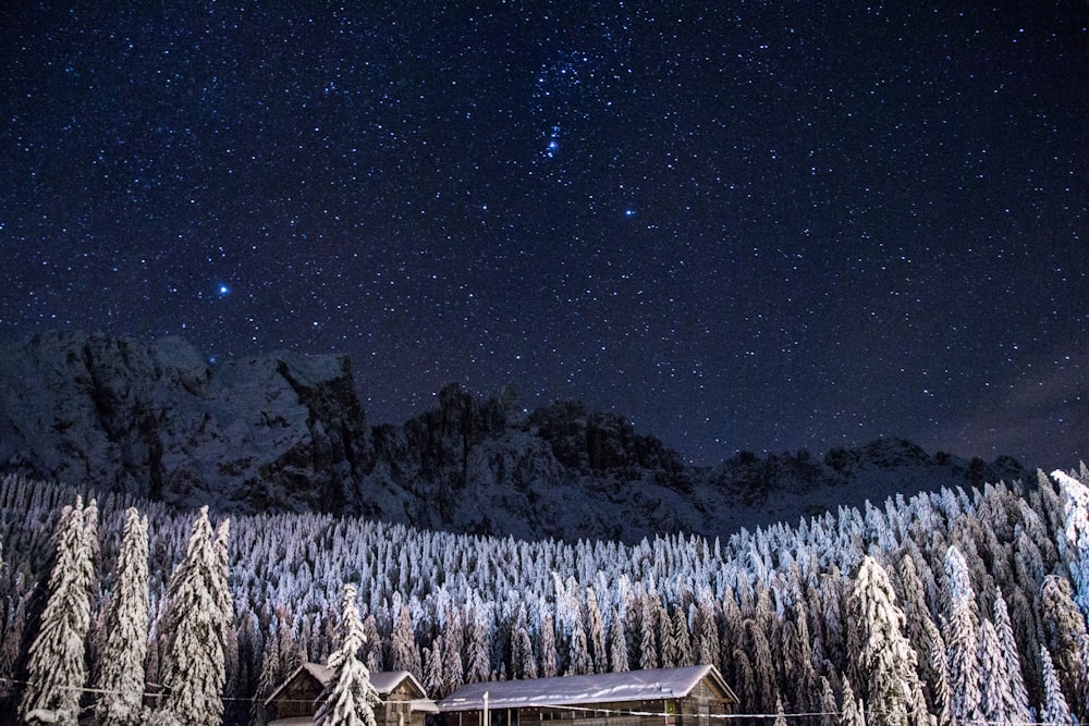 pine trees covered with snow under starry sky