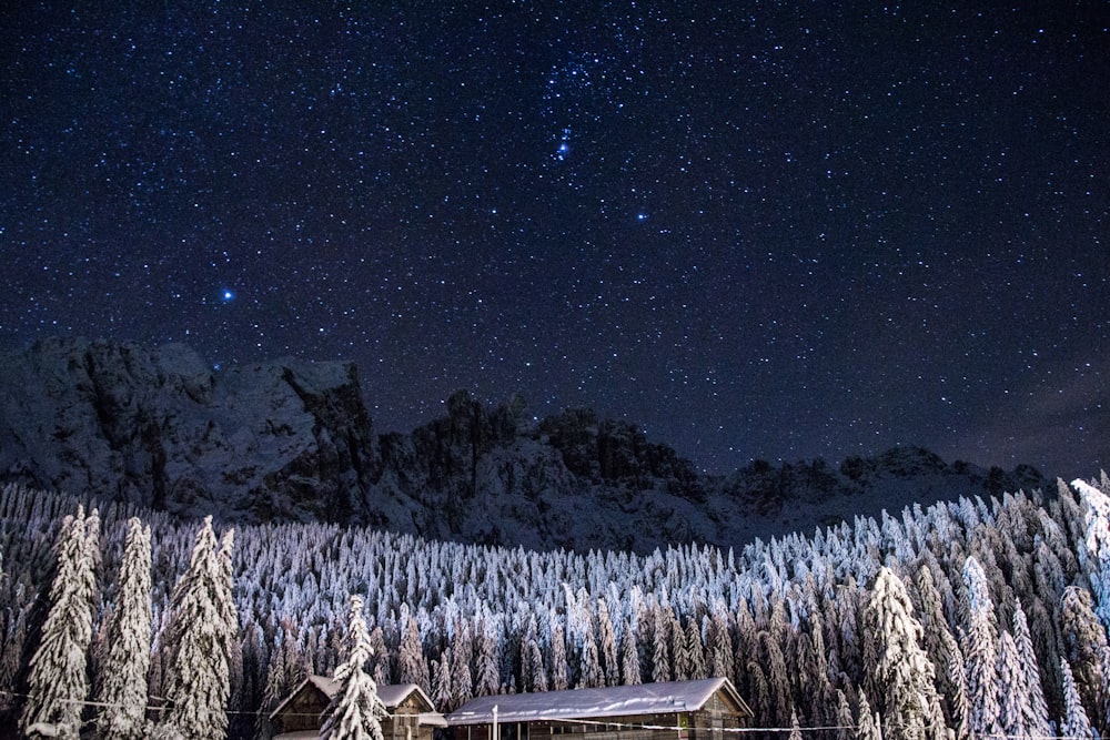 星空の下で雪に覆われた松の木