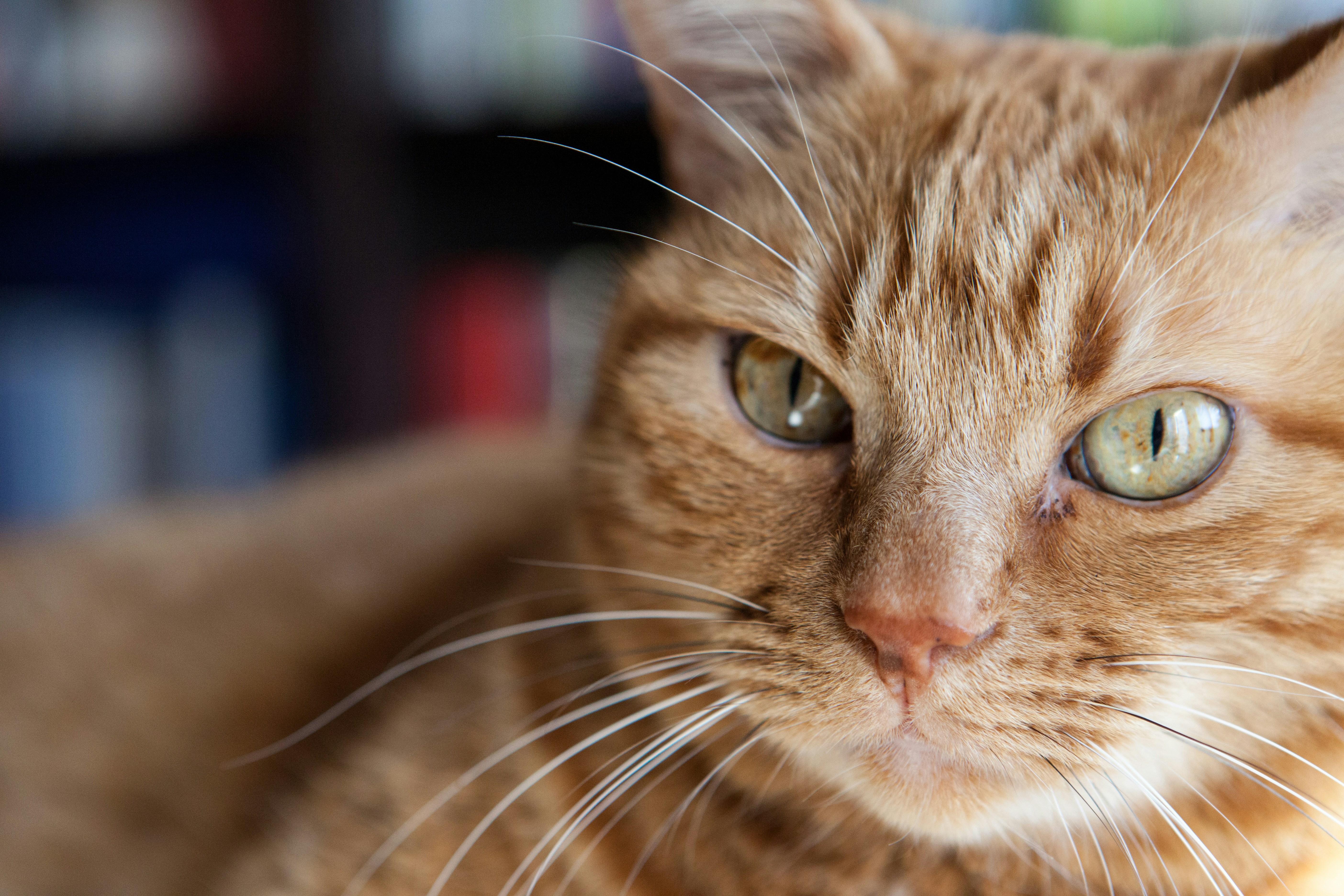 Free Unsplash photo from Ivan Bertona