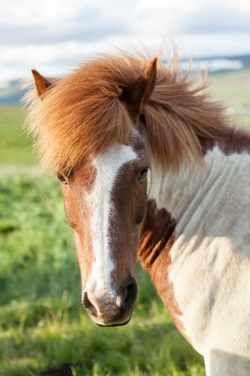 foto de closeup do rosto marrom e branco do cavalo