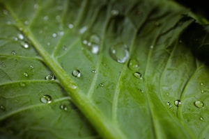 Vida Vegetal