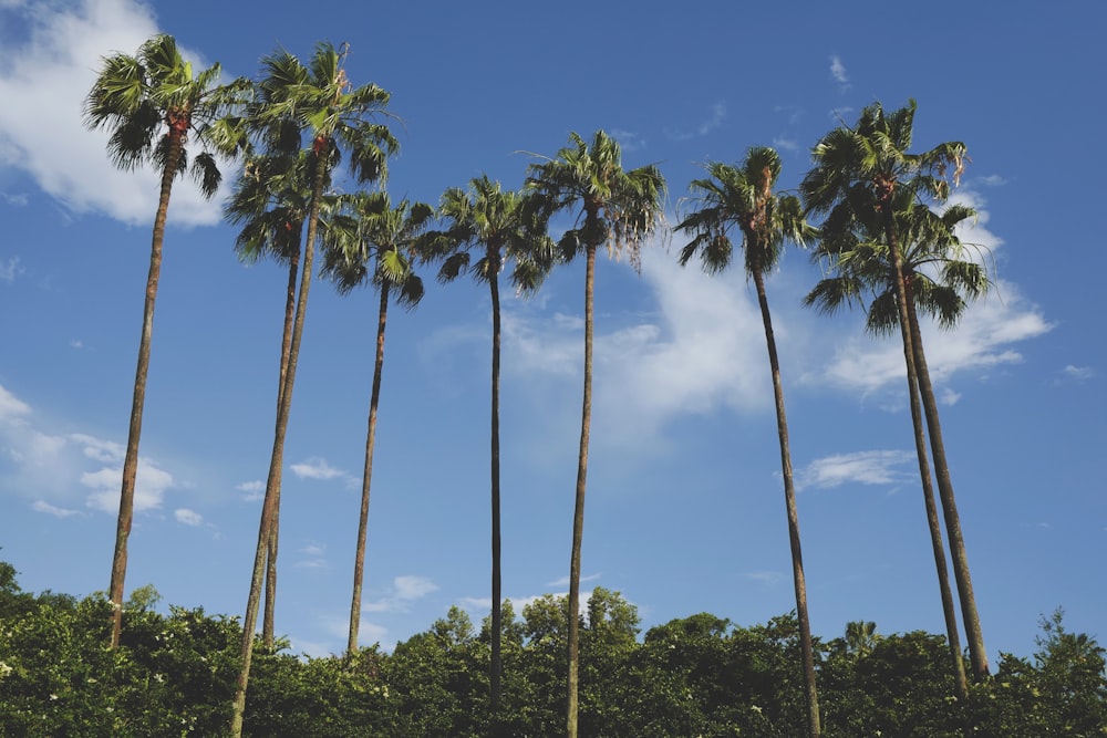 brown and green coconut palm trees under blue sky