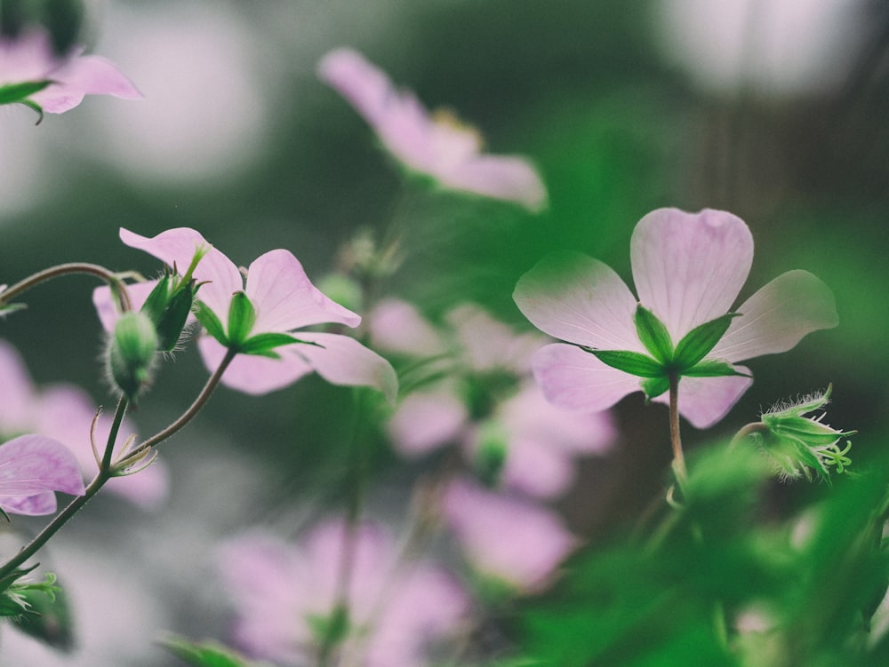 macro photography of purple flowers