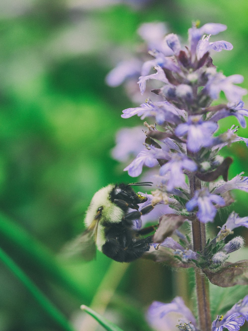 Fotografía de primer plano de la compra de la abeja en la flor de pétalos púrpura