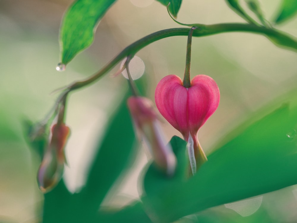 pink petaled flower close-up photography