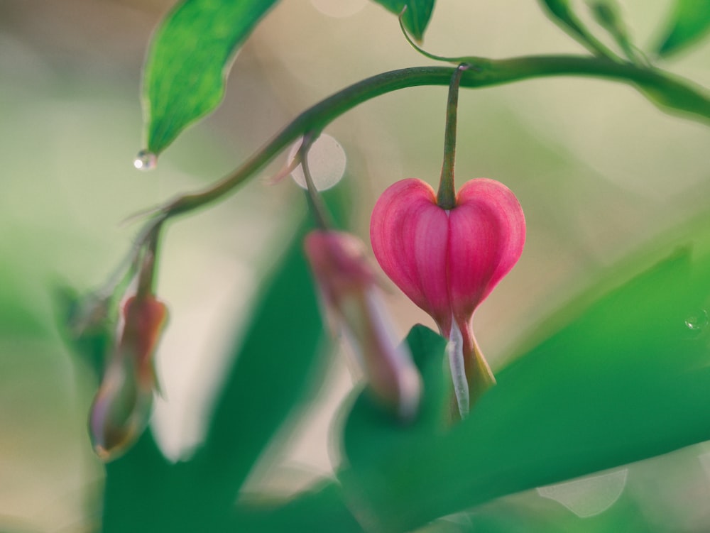 fotografía de primer plano de flor de pétalos rosados
