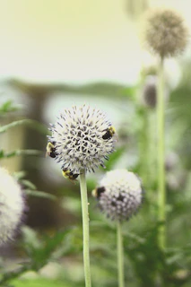 A panoramic view of blooming wildflowers where bees from the honigstern hives are busy collecting nectar.