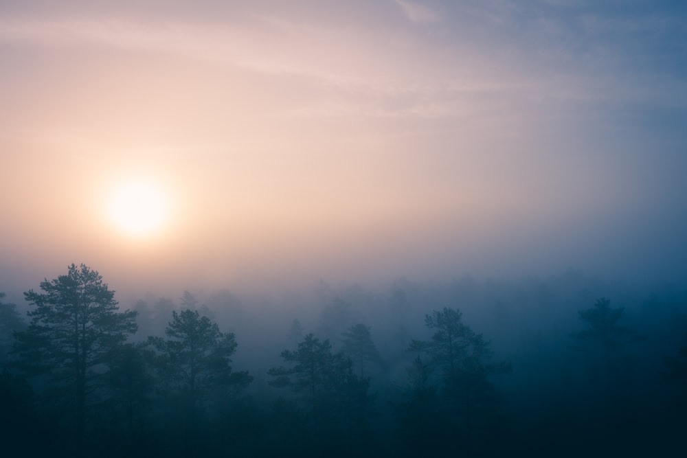 green trees covered with fogs during sunrise