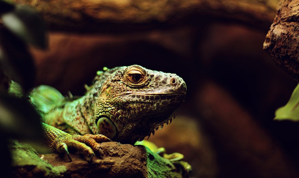 green iguana