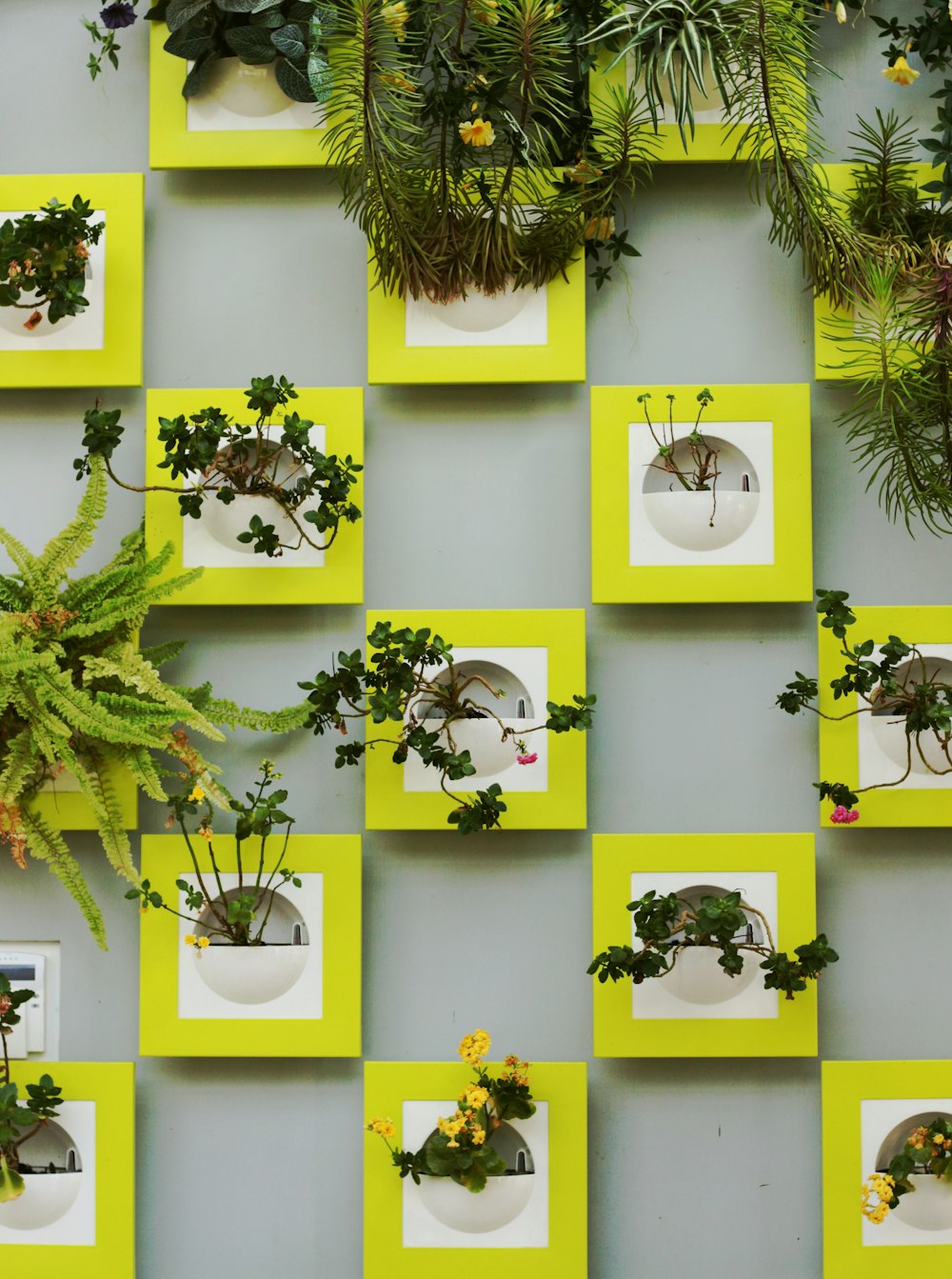 plante verte et brune sur mur blanc