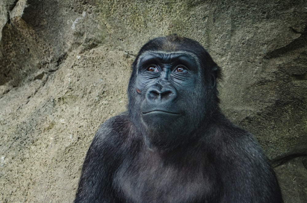 Curious gorilla sitting alone smiles