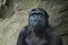 closeup photo of black gorilla