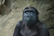 closeup photo of black gorilla