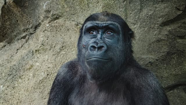 Gorilla